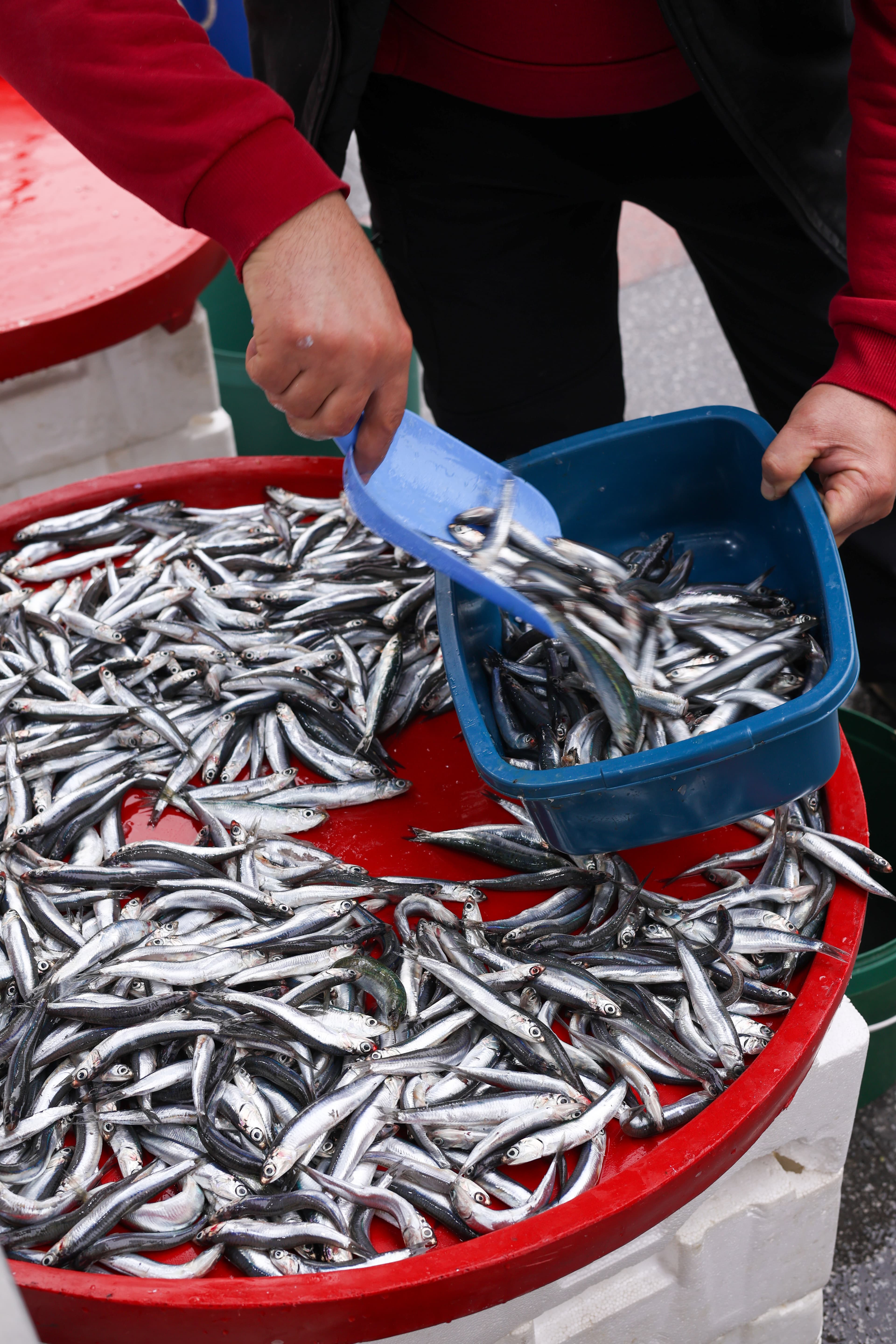 Murat Usta Özel Tarif Hamsi Doldurma